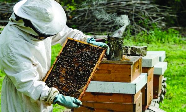 Bees